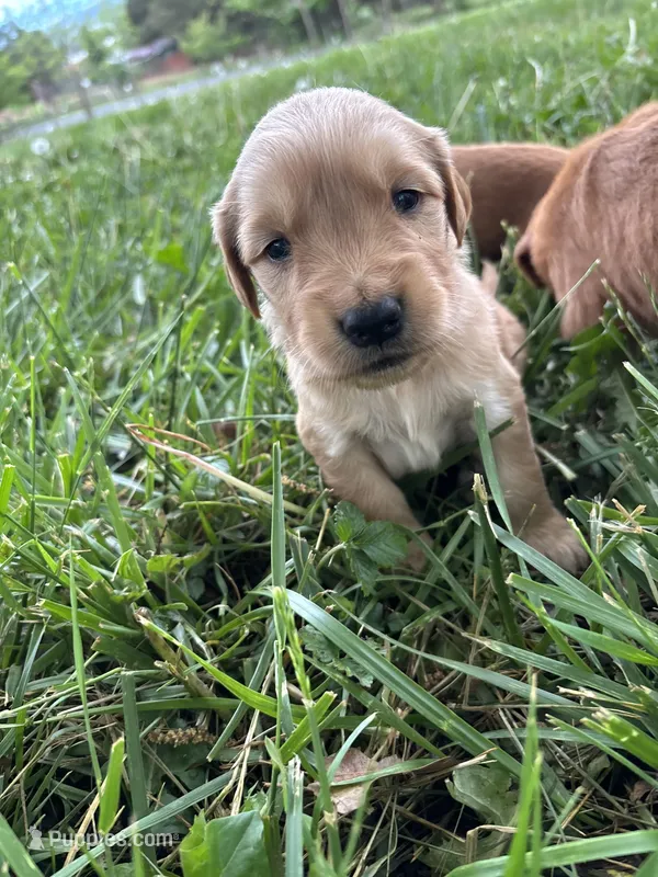 Yellow Girl – Golden Retriever puppy on hold in Staunton, VA