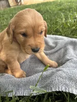 Blue Boy, a male Golden Retriever for sale in Staunton, VA – 4 of 5
