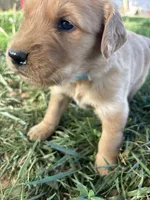 Blue Boy, a male Golden Retriever for sale in Staunton, VA – Photo 2 of 6