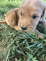 Blue Boy, a male Golden Retriever for sale in Staunton, VA – Photo 4 of 6