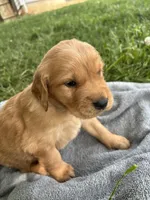 Blue Boy, a male Golden Retriever for sale in Staunton, VA – 3 of 5