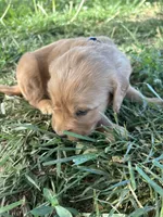 Blue Boy, a male Golden Retriever for sale in Staunton, VA – Photo 3 of 6