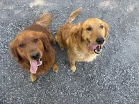 Blue Boy, a male Golden Retriever for sale in Staunton, VA – 5 of 5
