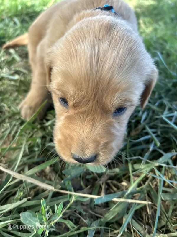 Blue Boy – Golden Retriever puppy for sale in Staunton, VA