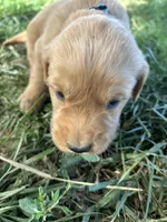 Blue Boy, a male Golden Retriever for sale in Staunton, VA – Photo 1 of 6