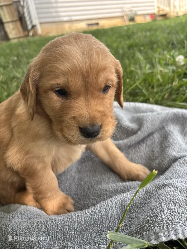 Blue Boy – Golden Retriever puppy for sale in Staunton, VA