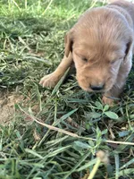 Blue Boy, a male Golden Retriever for sale in Staunton, VA – Photo 6 of 6