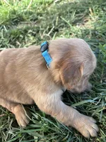 Blue Boy, a male Golden Retriever for sale in Staunton, VA – Photo 5 of 6