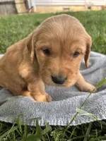 Blue Boy, a male Golden Retriever for sale in Staunton, VA – 2 of 5