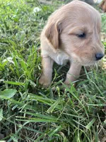 Light Green Boy, a male Golden Retriever for sale in Staunton, VA – Photo 4 of 4