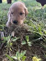 Light Green Boy, a male Golden Retriever for sale in Staunton, VA – Photo 3 of 4