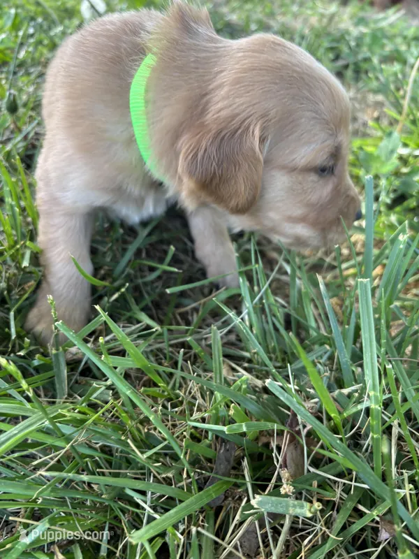 Light Green Boy – Golden Retriever puppy for sale in Staunton, VA