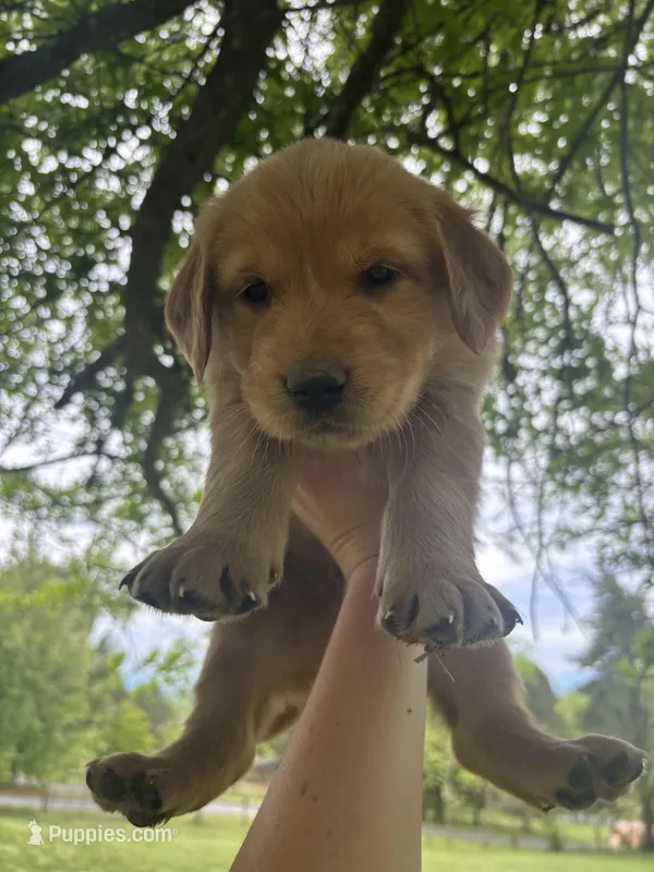 Light Green Boy – Golden Retriever puppy for sale in Staunton, VA