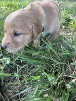 Light Green Boy, a male Golden Retriever for sale in Staunton, VA – Photo 2 of 4