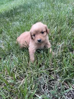 Grey Boy, a male Golden Retriever for sale in Staunton, VA – 9 of 9