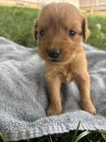 Grey Boy, a male Golden Retriever for sale in Staunton, VA – 3 of 9