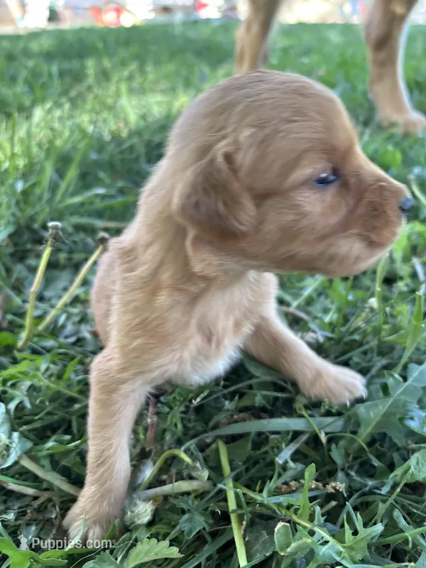 Grey Boy – Golden Retriever puppy for sale in Staunton, VA