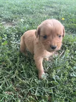 Grey Boy, a male Golden Retriever for sale in Staunton, VA – 5 of 9