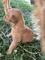 Grey Boy, a male Golden Retriever for sale in Staunton, VA – Photo 4 of 4