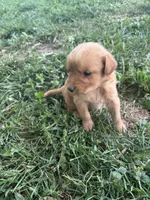 Grey Boy, a male Golden Retriever for sale in Staunton, VA – 6 of 9