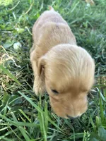 Grey Boy, a male Golden Retriever for sale in Staunton, VA – Photo 3 of 4