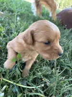 Grey Boy, a male Golden Retriever for sale in Staunton, VA – Photo 2 of 4