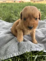 Grey Boy, a male Golden Retriever for sale in Staunton, VA – 2 of 9