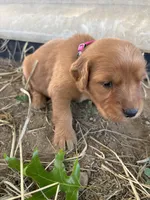 Pink Girl, a female Golden Retriever for sale in Staunton, VA – Photo 2 of 3
