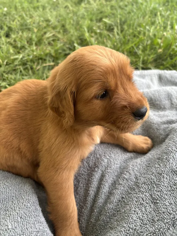 Pink Girl – Golden Retriever puppy on hold in Staunton, VA