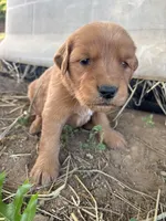 Pink Girl, a female Golden Retriever for sale in Staunton, VA – Photo 3 of 3
