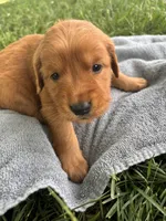 Pink Girl, a female Golden Retriever for sale in Staunton, VA – 3 of 5