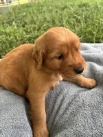 Pink Girl, a female Golden Retriever for sale in Staunton, VA – 2 of 5