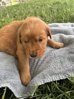 Pink Girl, a female Golden Retriever for sale in Staunton, VA – 4 of 5