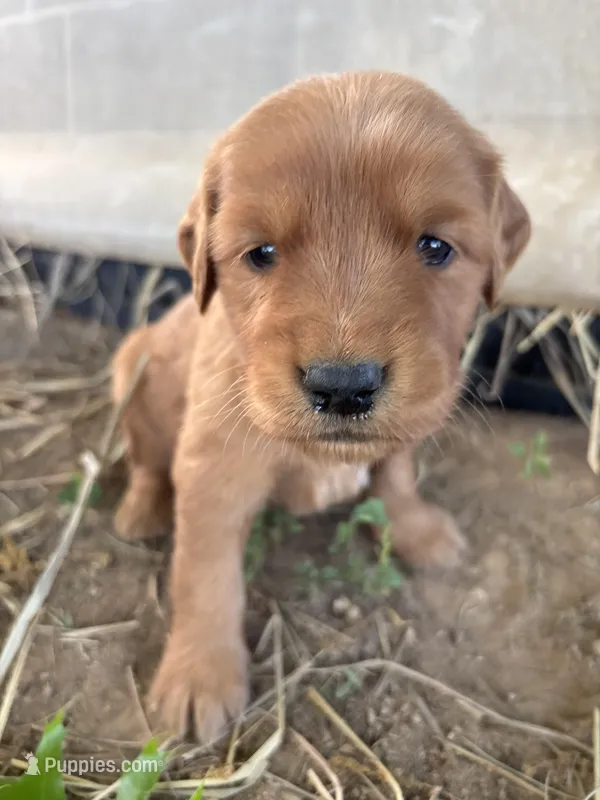 Pink Girl – Golden Retriever puppy for sale in Staunton, VA