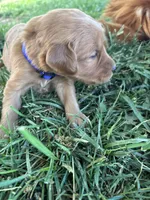 Purple Girl, a female Golden Retriever for sale in Staunton, VA – Photo 4 of 4