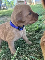 Purple Girl, a female Golden Retriever for sale in Staunton, VA – Photo 2 of 4