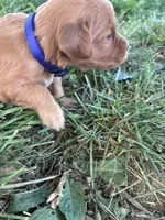 Purple Girl, a female Golden Retriever for sale in Staunton, VA – Photo 3 of 4