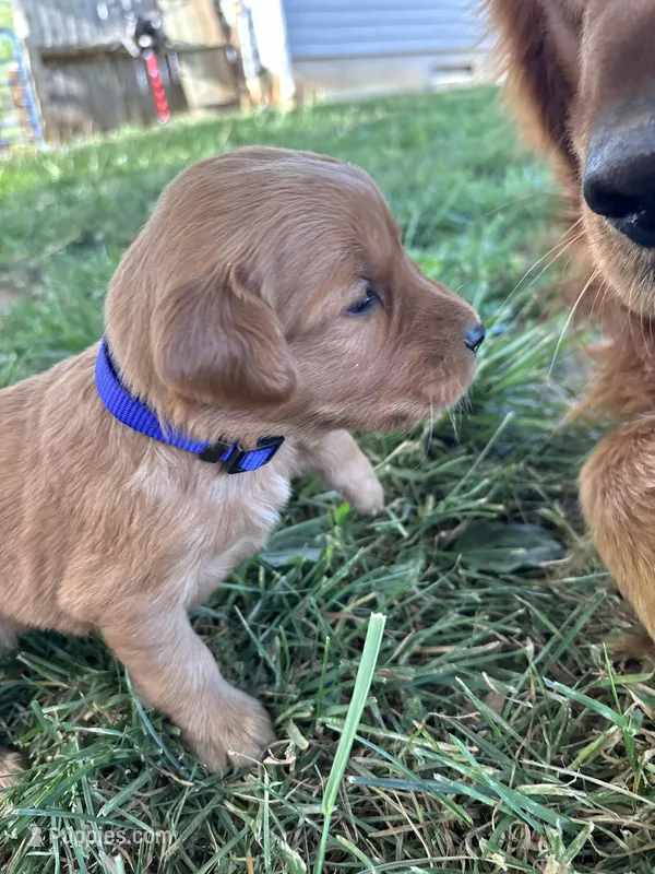 Purple Girl – Golden Retriever puppy for sale in Staunton, VA