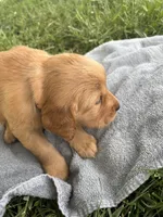 Orange Boy, a male Golden Retriever for sale in Staunton, VA – 5 of 6
