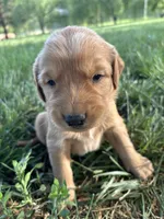 Orange Boy, a male Golden Retriever for sale in Staunton, VA – Photo 2 of 4