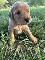 Orange Boy, a male Golden Retriever for sale in Staunton, VA – Photo 3 of 4