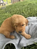 Orange Boy, a male Golden Retriever for sale in Staunton, VA – 3 of 6