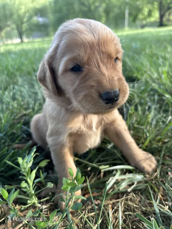 Orange Boy – Golden Retriever puppy for sale in Staunton, VA