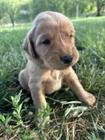 Orange Boy, a male Golden Retriever for sale in Staunton, VA – Photo 1 of 4
