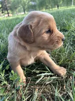 Orange Boy, a male Golden Retriever for sale in Staunton, VA – Photo 4 of 4