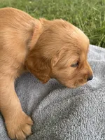 Orange Boy, a male Golden Retriever for sale in Staunton, VA – 4 of 6