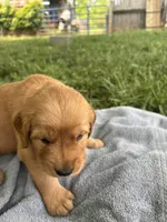 Orange Boy, a male Golden Retriever for sale in Staunton, VA – 2 of 6