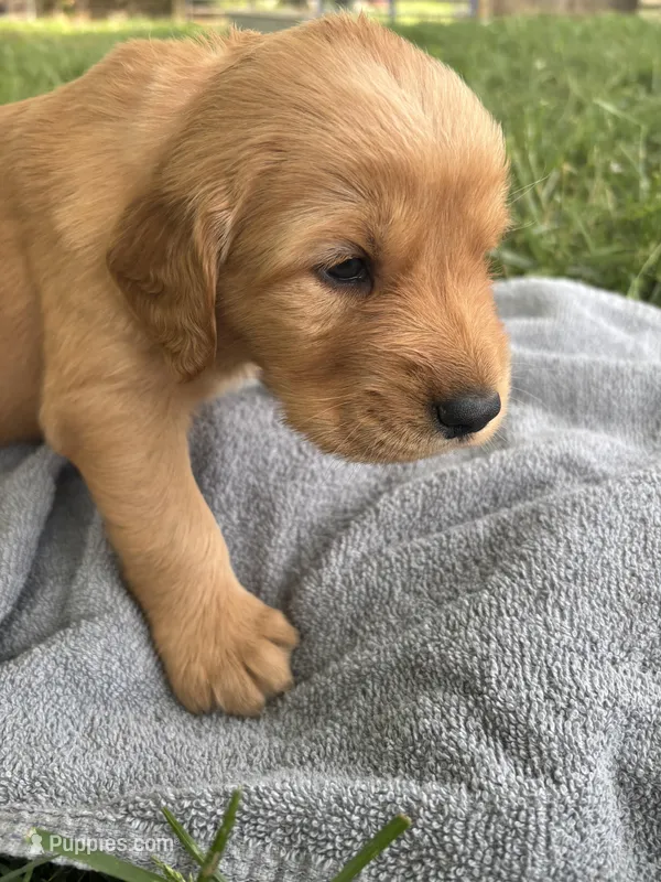 Orange Boy – Golden Retriever puppy on hold in Staunton, VA