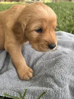 Orange Boy, a male Golden Retriever for sale in Staunton, VA – 1 of 6