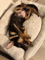 Cypher , a male German Shepherd Dog for sale in Santa Rosa Beach, FL – 4 of 4